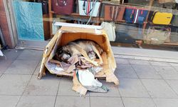 Eskişehir esnafı sokak köpeklerini unutmuyor