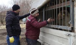 Eskişehir’in en kaliteli kuzularının ardındaki usta