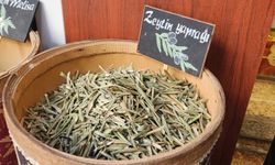 Zeytin Yaprağı: Şifa Kaynağı ve Doğal Koruma