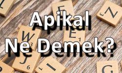 Apikal Ne Demek?