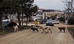 Bilecik'in o mahallelerinde tedirgin eden görüntü!