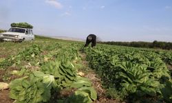 Tarlayla market arasından fiyat uçurumu şaşırttı!
