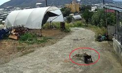 Antalya'da kahraman köpek tilkiye karşı