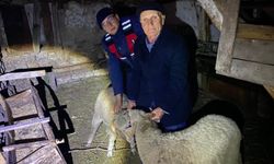Bilecik'te kayıp sürüyü Jandarma ekipleri buldu