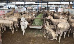 Bursa'da Kurban Bayramı hazırlıkları tamamlandı