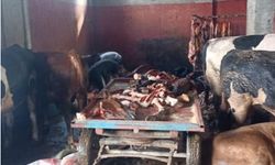 Adana'da şok baskın: 2,5 ton at eti ele geçirildi!