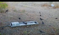 Yaban hayatına yaz sıcağında can suyu