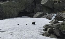 Uludağ'da ayılar kış uykusundan uyandı!