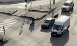 Vicdansız sürücü atı araca bağladı, cezası...