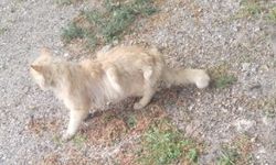 Kanatlı kedi görenleri şaşkına çevirdi!