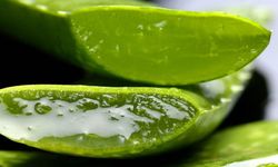 Aloe vera bitkisi evde nasıl yetiştirilir? Bakım ipuçları ve püf noktaları