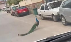 Bursa sokaklarında sürpriz karşılaşma