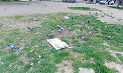 Eskişehir'de o nokta güvercinlerin beslenme alanı oldu
