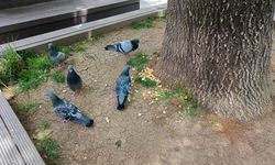 Eskişehir'deki güvercinler o noktayı çok seviyor