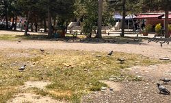 Boş araziye bırakılan ekmekler çevreyi kirletiyor