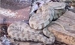 Adana’da yazla birlikte tehlike de geldi!