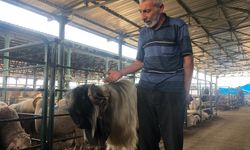 Eskişehir'de 100 kilo ağırlığıyla hayvan pazarının gözdesi!