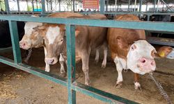 Eskişehir'in kurban pazarının gözdesi oldu: Her biri 750 kilo!