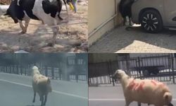 Bayramda kaçan kurbanlıklar zor zapt edildi!