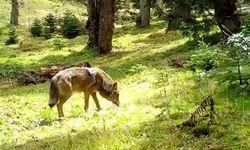 Ormanın sessiz avcısı Bozkurt fotokapana yakalandı