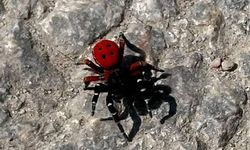 İnegöl’de zehirli uğur böceği paniği!