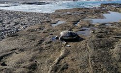 Sahilde vahşet: Caretta Caretta böyle bulundu!