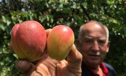 Zirai don vurdu, kuru kayısı uçtu!