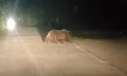 Uludağ’da ayı ailesi mesire alanına indi!
