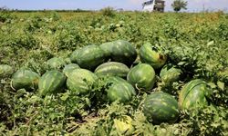 Karpuz fiyatları geriledi: Üretici gözünü bayram sonrasına dikti!