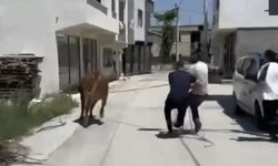 Kurbanlık kovalamacası şimdiden başlad,mahalle ayağa kalktı!
