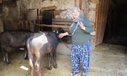 Eskişehir’de manda üreticilerine hijyenik destek