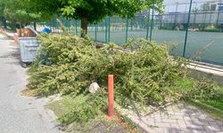 Eskişehir'de kesilen ağaçlar kaldırımı kapattı