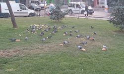 Eskişehir'de kuşlara bırakılan fazla yemler çevreyi kirletiyor