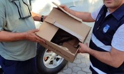 Bilecik'te yaralı atmaca koruma altına alındı