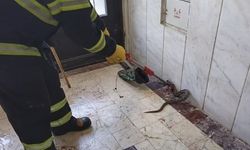 Bilecik'te apartmanda yılan paniği!