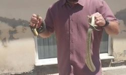 Eve giren yılanı eliyle yakaladı, lakabı 'Yılan Avcısı' oldu