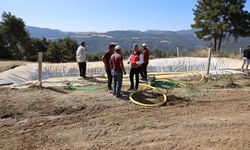 Bilecik'teki orman yangınında tarımsal alanda hasar tespiti!