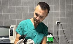 Osmaneli’nde yaralı saksağan kuşu tedavi edildi