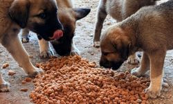 Bilecik’te yangın mağdurlarına yardım eli uzandı