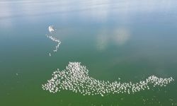Flamingolardan Eber Gölü’nde renkli görüntüler!