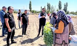 Afyonkarahisar'da brokoli üretimi başlıyor