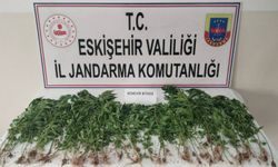 Eskişehir'de kamu arazisine kenevir ekti, suçüstü yakalandı!