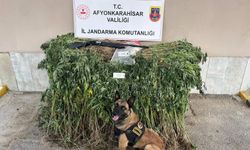 Sultandağı’nda dev kenevir operasyonu!