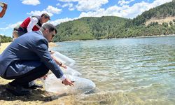 Hisarcık’ta 89 bin aynalı sazan yavrusu salındı