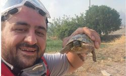 Yangının ortasında umut: Kurtarılan hayvanlar gönülleri ısıttı!