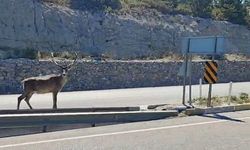 Refüjde koşan geyik, trafikteki sürücülerin ilgi odağı oldu