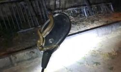 Motosiklet aynasına dolanmış halde bulundu!