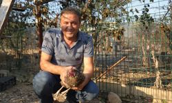 Yangında kül olan bağ evine umutla döndü