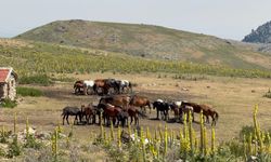 Yaylalarda yaban yaşamı: Emirdağ’da yılkı atları