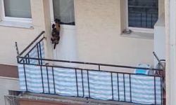 Eskişehir’de kedinin balkonda kaldığı iddiası ortalığı karıştırdı!
